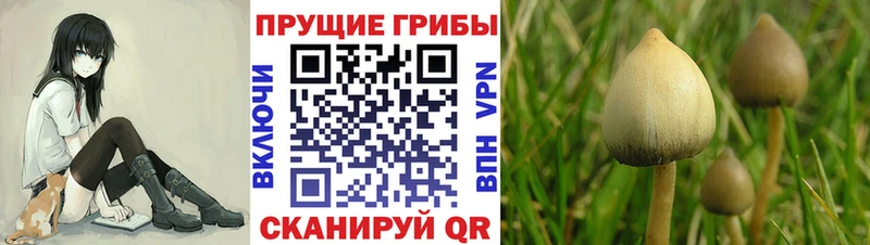 наркотики  Любань  Галлюциногенные грибы GOLDEN TEACHER 